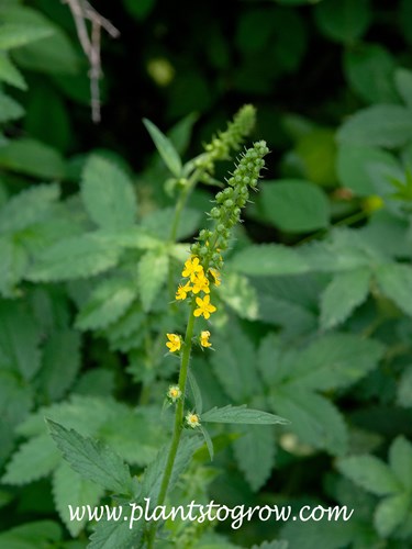 Common Agrimony  (Agrimonia eupatoria)